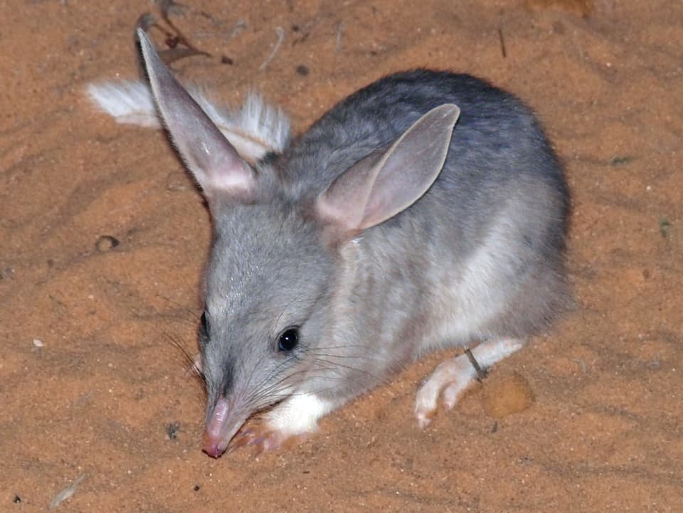 Bilby