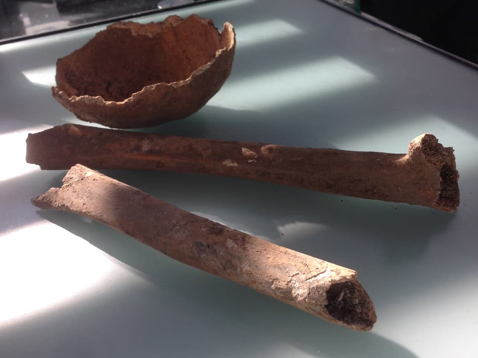 Zwei lange menschliche Knochenfragmente und die Überreste eines menschlichen Schädels liegen auf einem Tisch.
