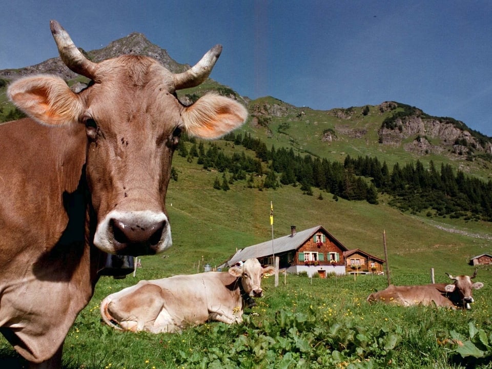 Kühe liegen im Gras vor einer Hütte.