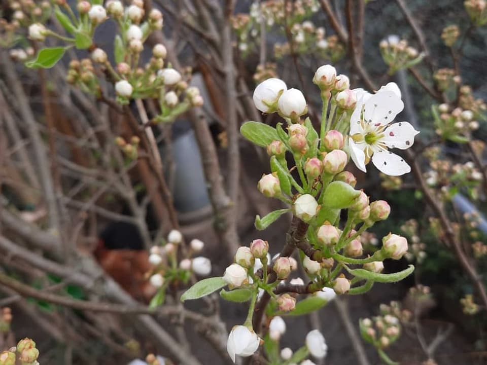 Birnenblüte in Oberwil/BL