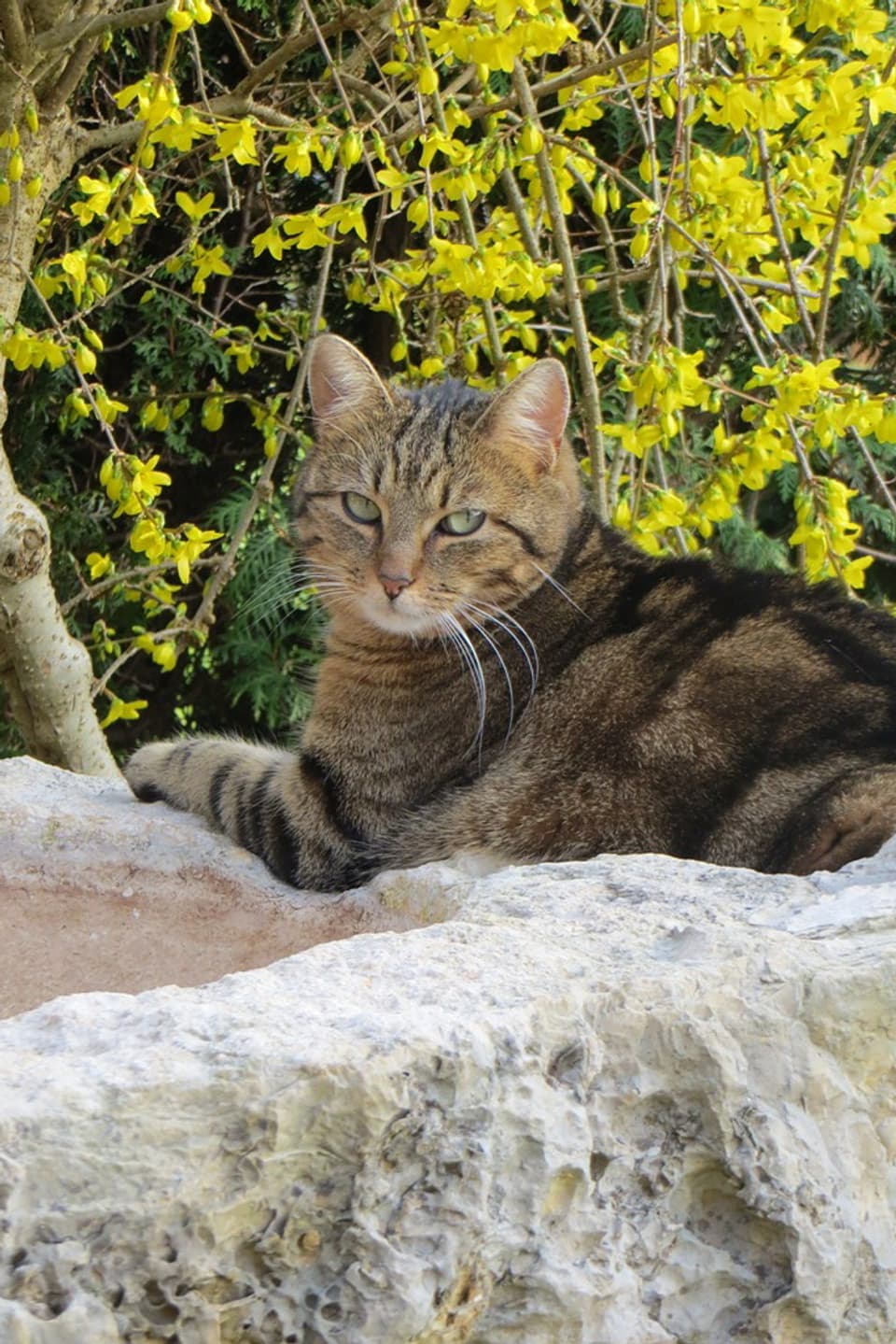 Katze sonnt sich auf Stein und blickt ganz entspannt in die Kamera. 