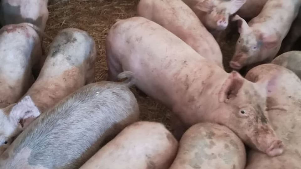 Mehrere Mastschweine in einem Stall.
