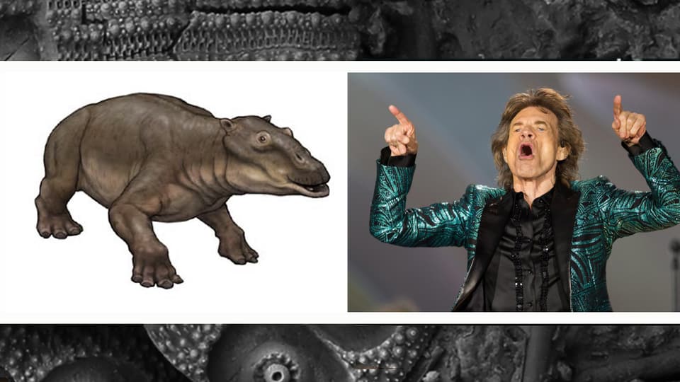 Links: Zeichnung des fossilen Nilpferdes Jaggermeryx Naida, rechts: Bild von Mick Jagger