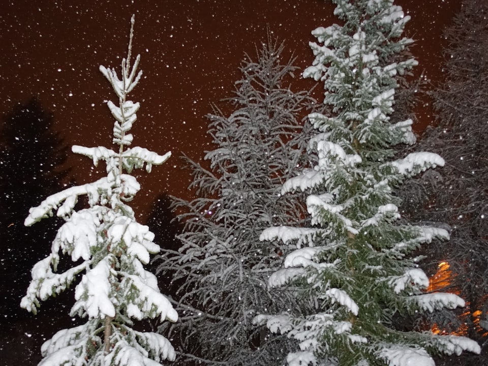 Bäume im Schnee.