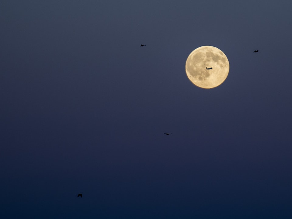 Der Vollmond steht hell am Himmel. Vor dem Mond ist die Silhouette eines Flugzeuges und die von verschiedenen Vögeln zu sehen.