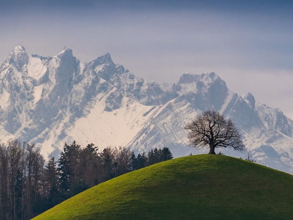 Blick über grünen Hügel mit einzelnem Baum auf Schneeberge am Horizont. 