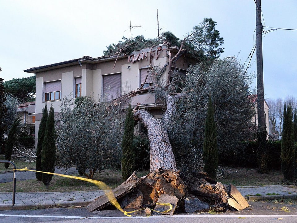 Ein umgestürtzer Baum beschädigte eine toskanische Villa.