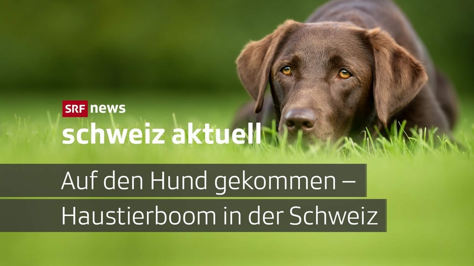 Schweiz Aktuell Auf Den Hund Gekommen Haustierboom In Der Schweiz Schweiz Aktuell Srf
