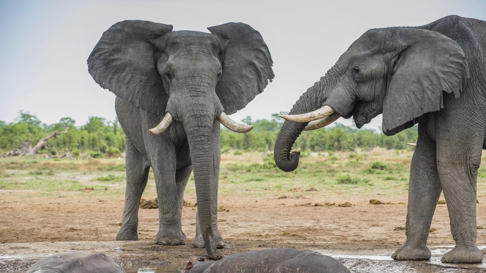 Zwei Elefanten an einem Wasserloch.
