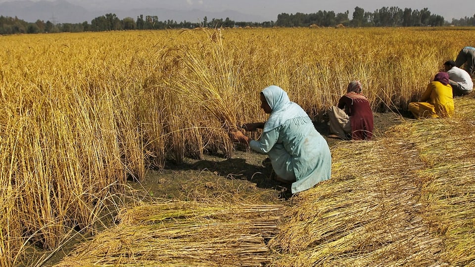 Indische Frauen ernten Getreide