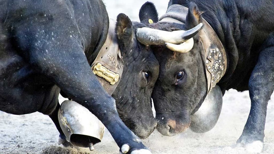 Die Kühe «Schakira» und «Ronja» kämpfen, die Köpfe ineinander verkeilt.