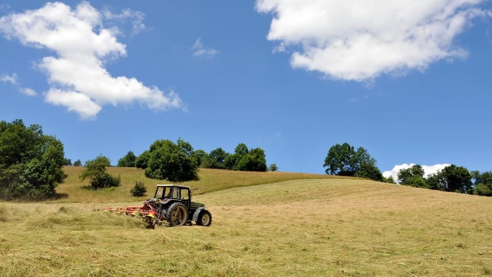 Ein Traktor verteilt geschnittenes Heu auf dem Feld.