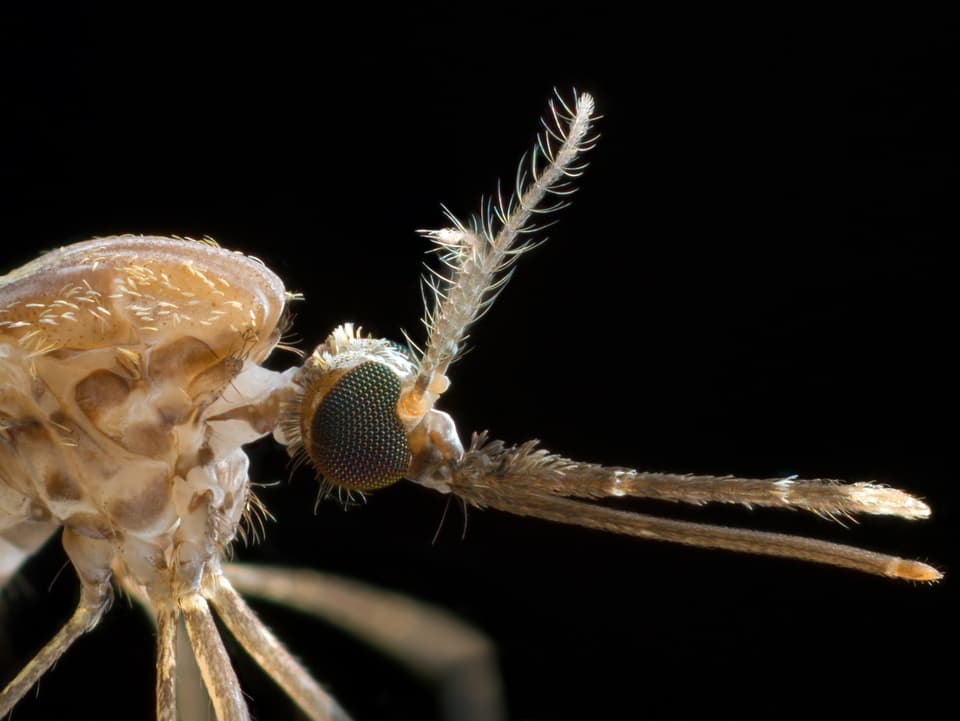 Makro-Aufnahme einer Anopheles-Mücke.