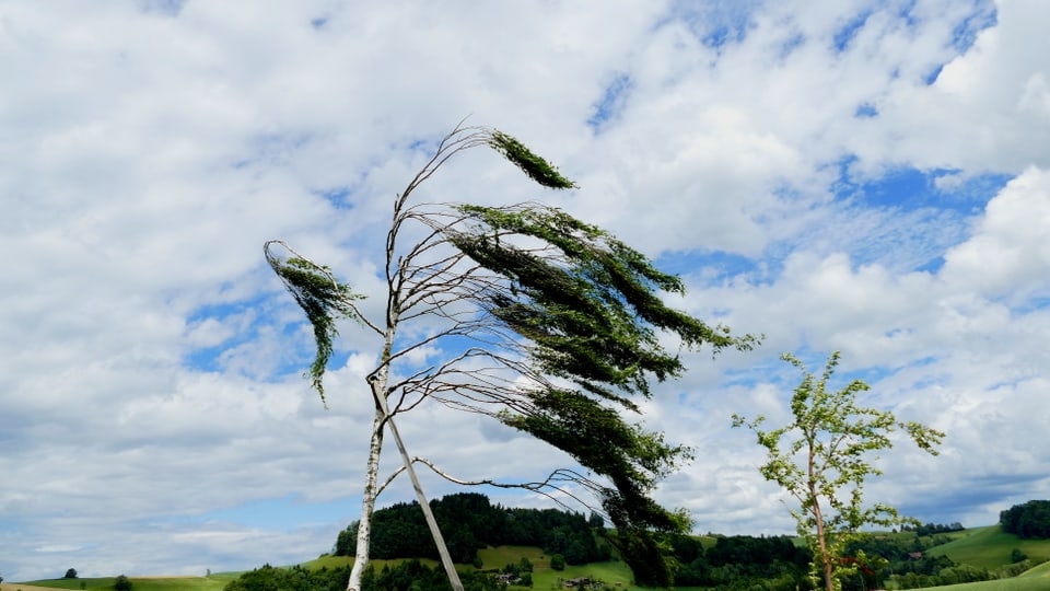 Der Westwind bringt einen Baum in Schieflage.