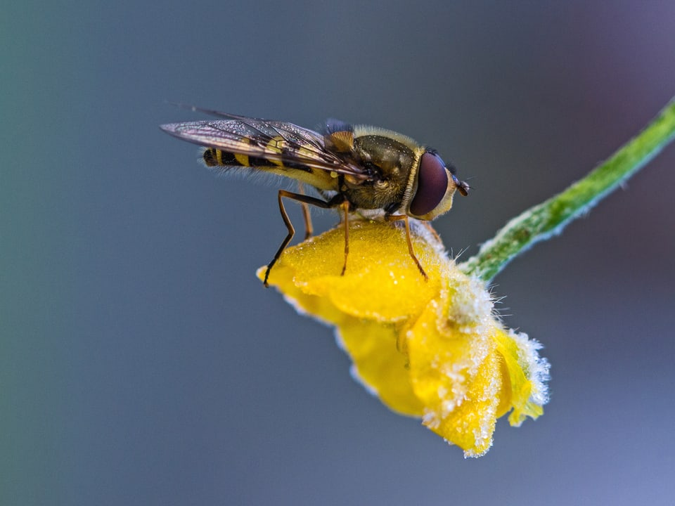Eine Biene an einer gefrorenen Blume.