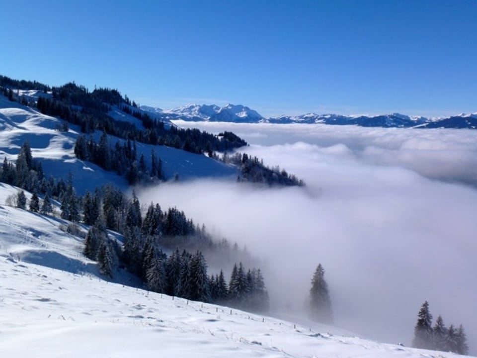 Oberhalb der Nebelsuppe: Hansueli Dietiker war kürzlich auf Schneeschuhtour oberhalb Wirzweli unterwegs.