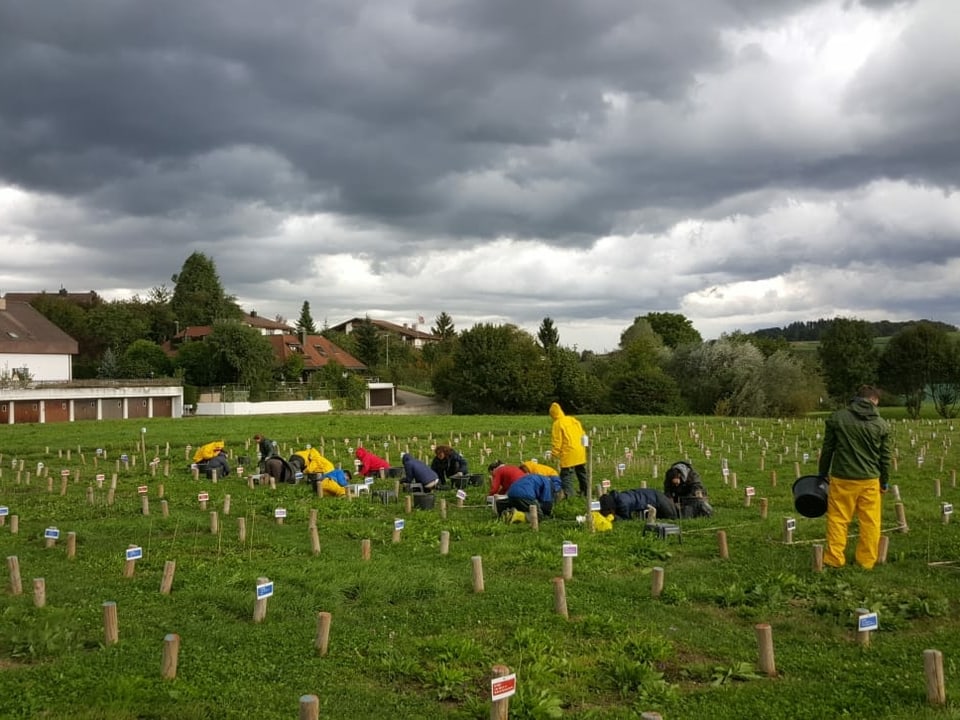 Wiese mit Menschen, die arbeiten