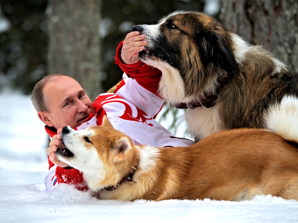 Putin mit zwei grossen Hunden am Tollen im Schnee. (10.4.13)