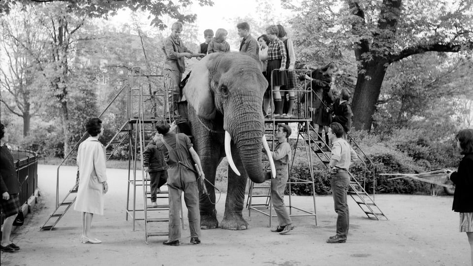 Mehrere Menschen stehen um einen Elefanten herum, auf dessen Seiten jeweils ein Gerüst aus Leitern angebracht ist.