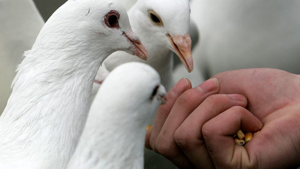 Eine Hand füttert drei weisse Tauben