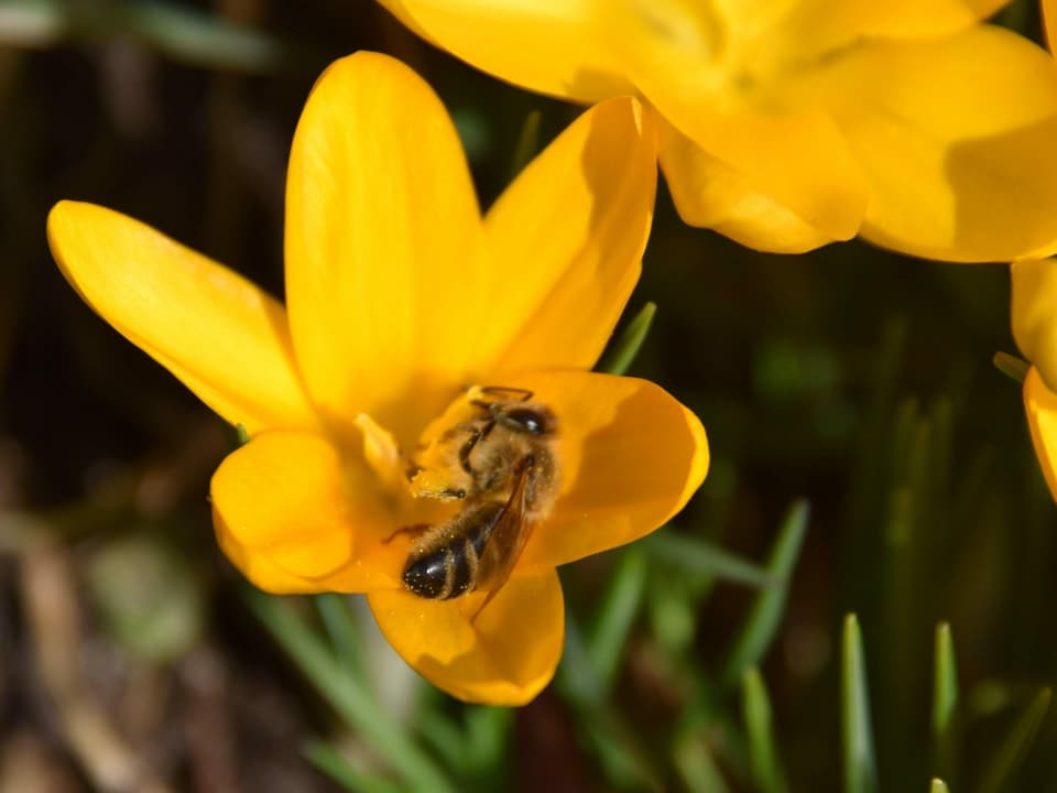 Biene an einer Krokusblüte.