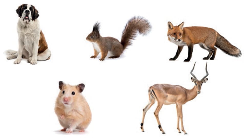 Bernardiner, Eichhörnchen, Fuchs, Hamster und eine Gazelle.