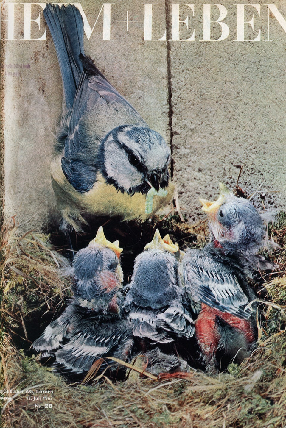 Cover von «Heim und Leben», 13. Juli 1963: Ein Vogel füttert seine Jungen im Nest.