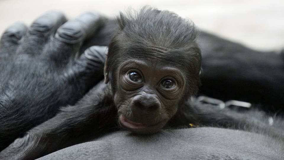 Bild des 12 Tage alten Gorill-Babys im Parger Zoo. Das Junge liegt auf dem Bauch der Mutter und blickt in die Kamera. (keystone)
