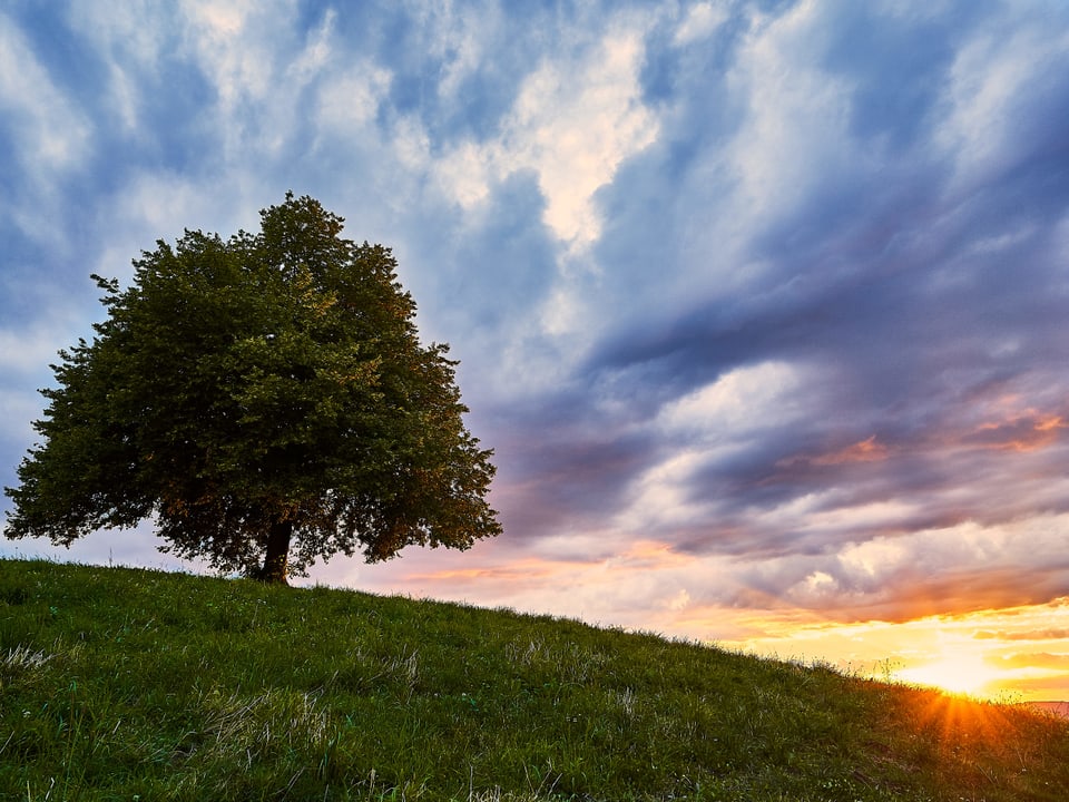 13. Juli Sonnenuntergang hinter einer Wiese mit einem einzelnen Baum.