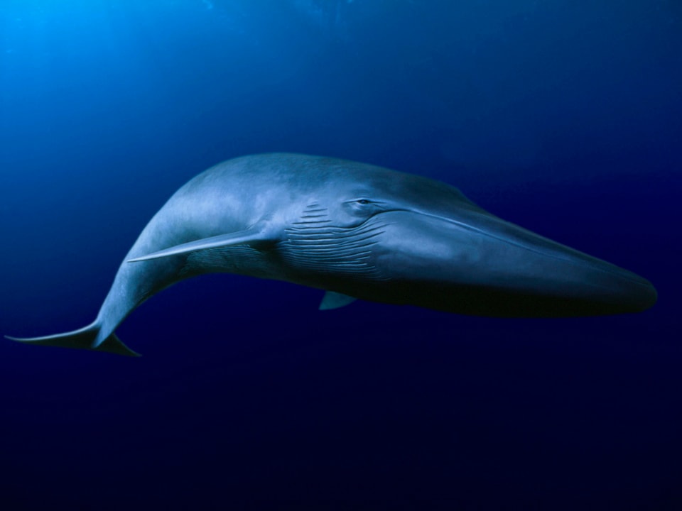 Ein Blauwal
