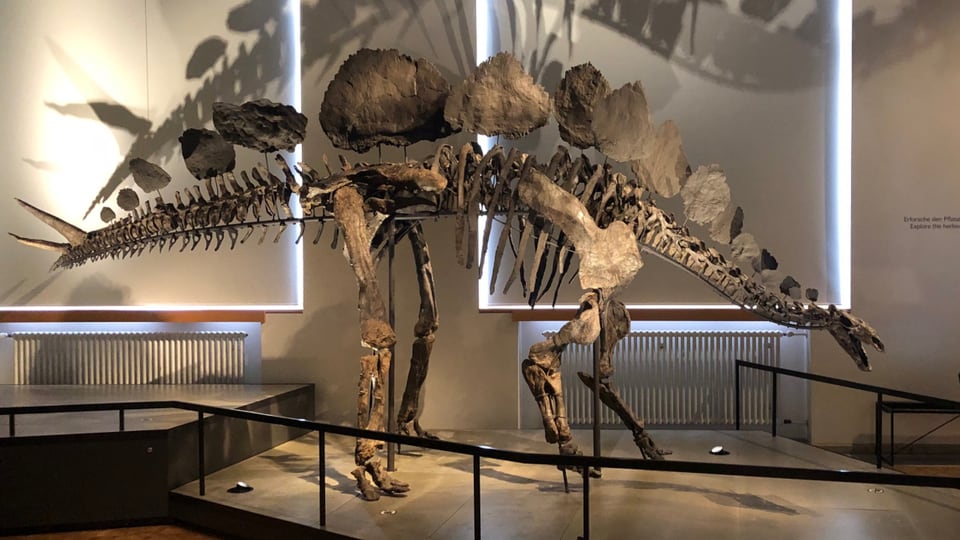 Dinosaurier-Skelett im Museum.