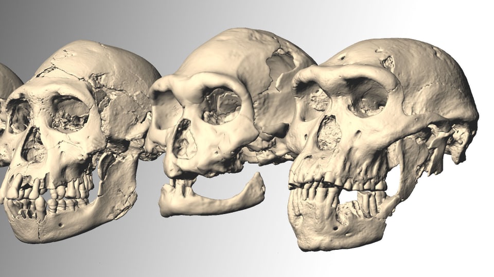 Grafiken von dreien der fünf Schädel, die Forscher in Dmanissi entdeckten und untersuchten. 
