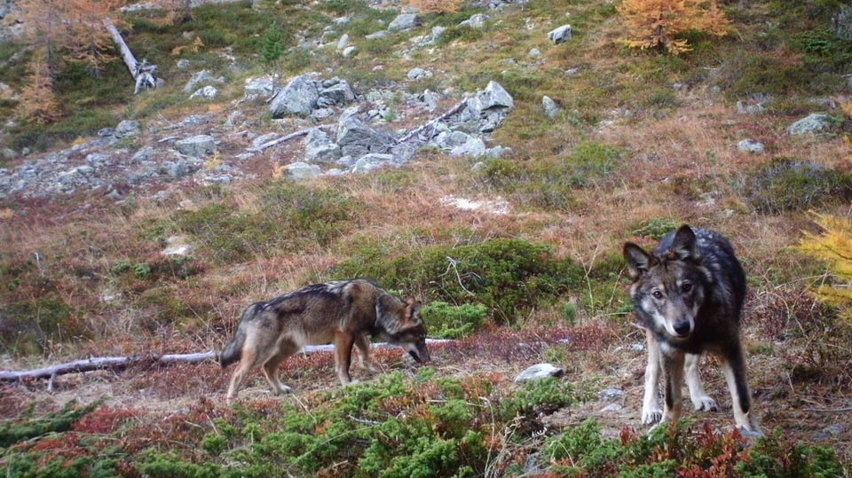 Zwei Wölfe im Augstbordgebiet im Oberwallis, aufgenommen im November 2016 durch eine Fotofalle der Gruppe Wolf Schweiz 
