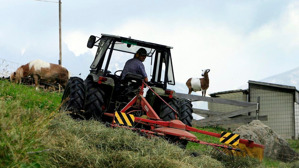 Bauer auf einer Mähmaschine mäht eine abfallende Wiese im Hintergrund eine Kuh und eine Ziege