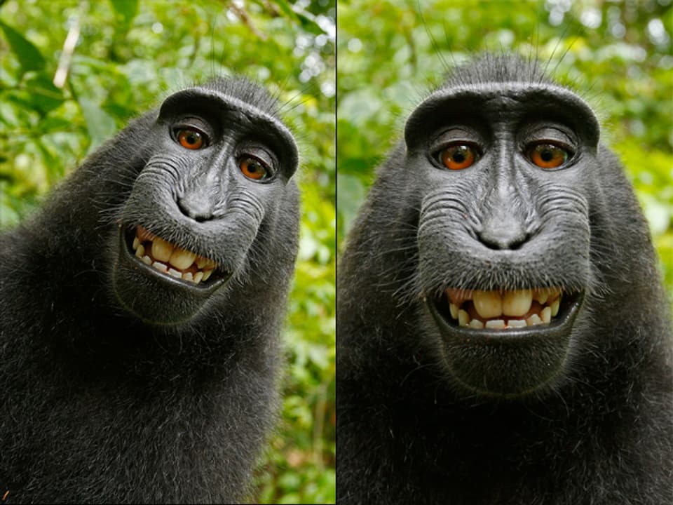 Ein Affe schaut in die Kamera – links noch schräg, rechts dann im leicht gedrehten und zugeschnittenen Bild.