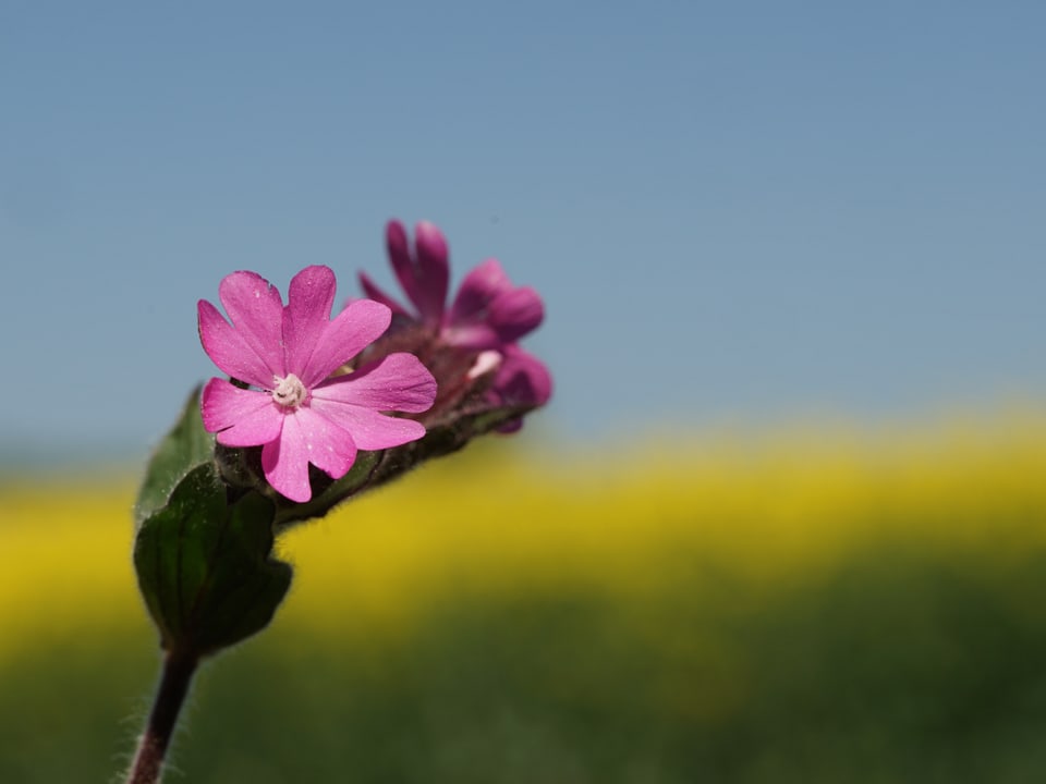 Violette Blume, dahinter unscharf gelbes Feld