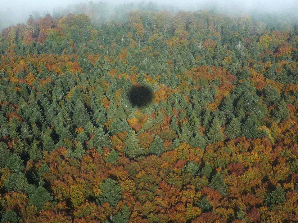 Schatten eines Heissluftballons auf dem Herbstwald.