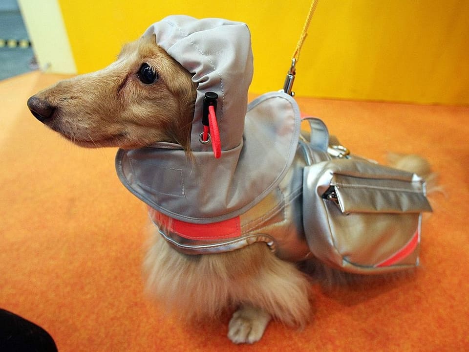 Ein Hund mit futuristischem Kostüm.