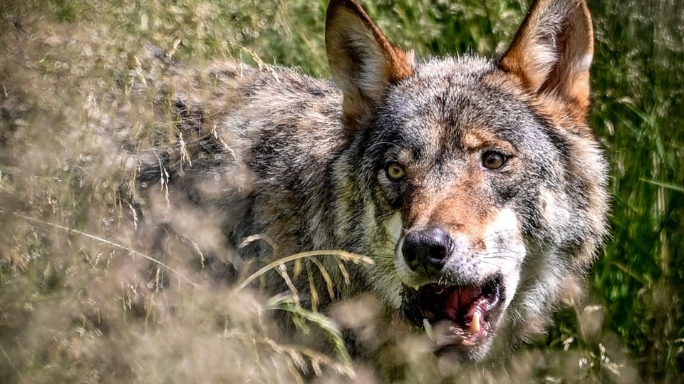 Gloria, ein grauer Wolf (Canis Lupus) in Deutschland 2020.