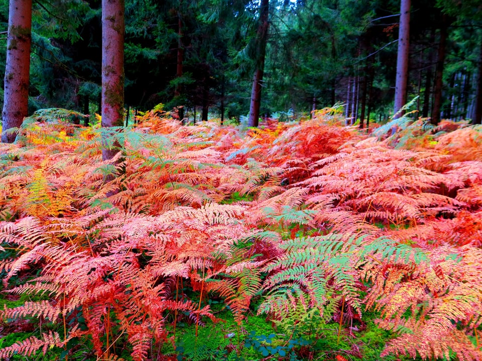 Herbstilcher Farn im Wald.