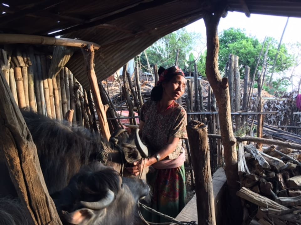 Eine Frau in einem sichtlich havarierten Stall mit zwei Ochsen