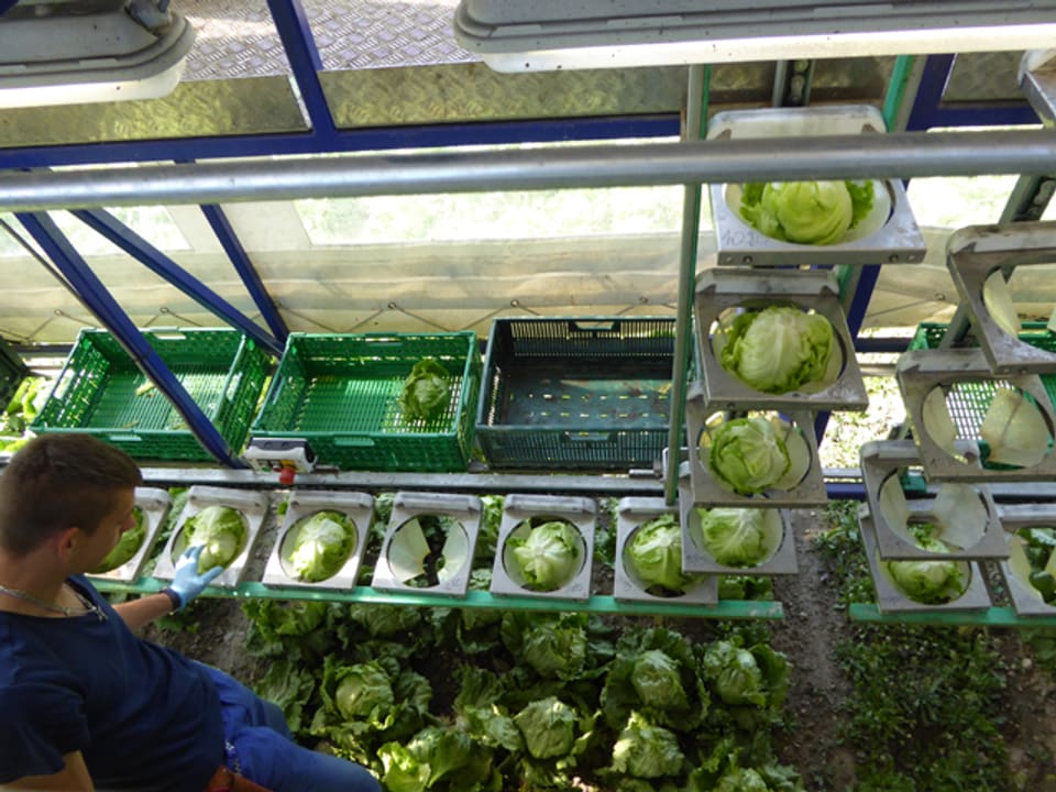 Salatköpfe in einer Maschine.