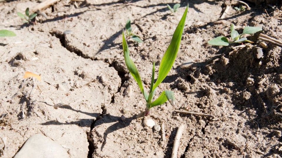 Auf einem sehr trockenen Feld sind Risse im Boden zu sehen.