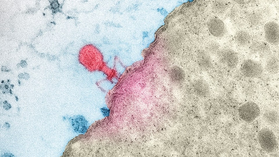 Ein Bakteriophage infiziert ein Bakterium und tötet es ab.