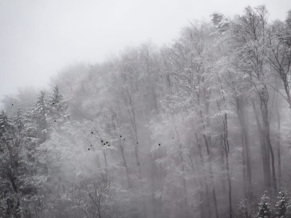 Neblige und frisch verschneite Wälder