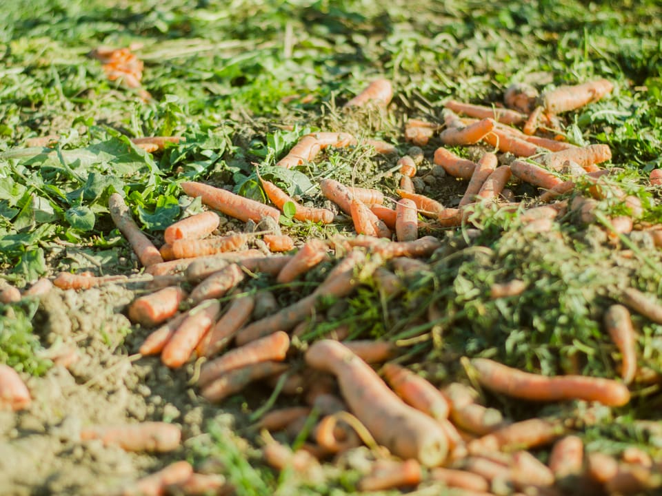 Viele Karotten sind auf dem bereits abgeernteten Feld liegen geblieben. 