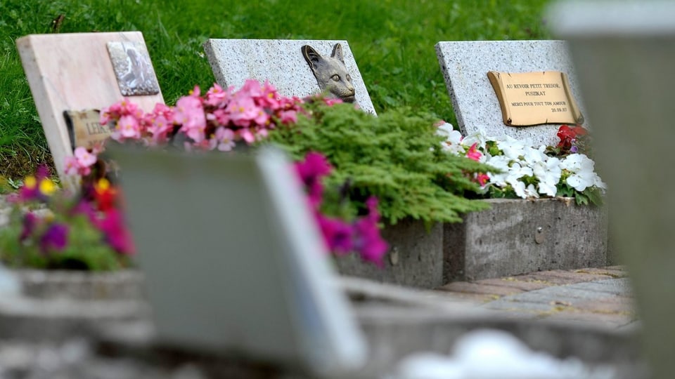Haustiere Im Garten Beerdigen Katze Beerdigen Darf Ich Meine Katze Im