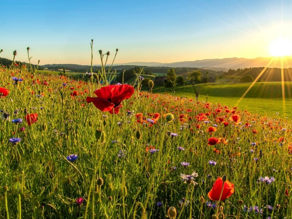 Goldiger Sonnenuntergang am Horizont, im Vordergrund Blumenwiese mit rotem Mohn.