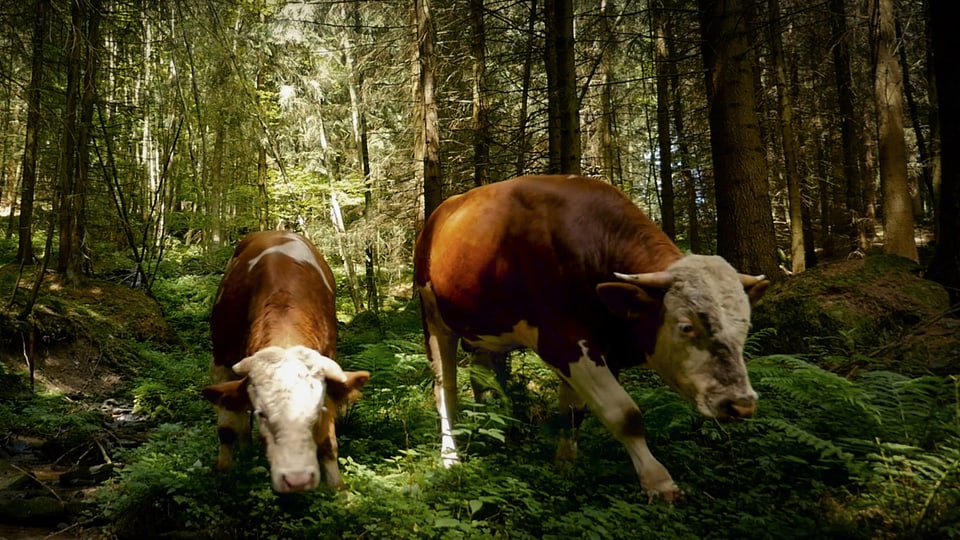 Zwei Kühe im Wald.