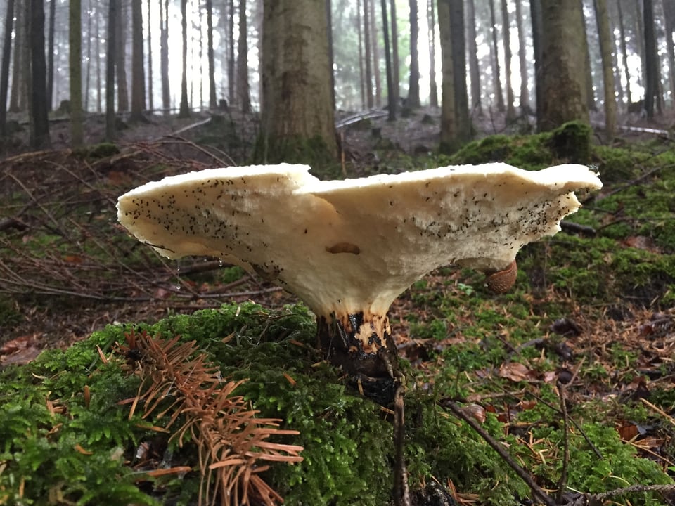 Ein grosser Pilz im nassen Waldboden.